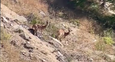 Elazığ'da nesli tükenme tehlikesi altında olan dağ keçileri görüldü