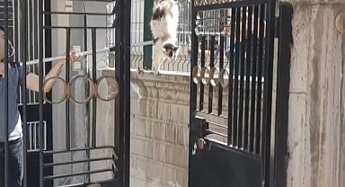 Elazığ'da tellere sıkışan kedi itfaiye tarafından kurtarıldı
