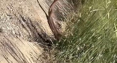 Elazığ'da yılanların dansı