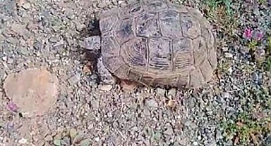 Elazığlı vatandaşın 'kaplumbağa' ile sohbeti gülümsetti