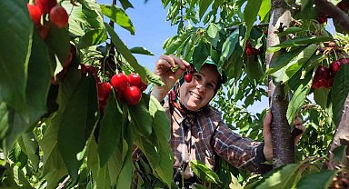 Enez'de üretilen kirazlar Avrupa'nın 5 ülkesine ihraç ediliyor