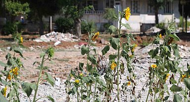 Enkaz altında kalıp boy veren ay çekirdekleri çiçek açtı