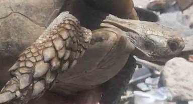 Enkazda olan kaplumbağa kurtarıldı