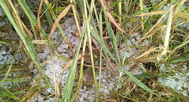 Ereğli'de dolu ekili alanları vurdu