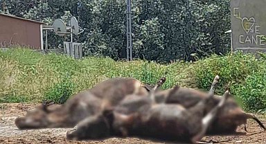 Erzincan'da çıkan yangında 5 büyükbaş hayvan telef oldu