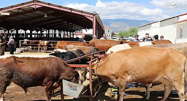 Erzincan'da vatandaşlar kurbanlık almak için arefe gününü bekliyor