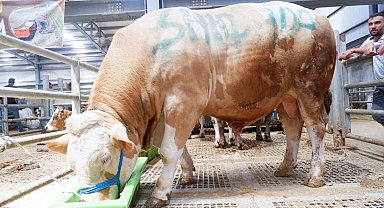 Erzurum'da pazarın gözdesi; Şahdadaş