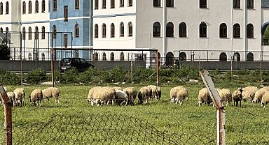 Eski futbol sahası koyunların otlama yeri oldu