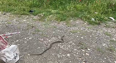 Evin bahçesine giren yılan korku dolu anlar yaşattı