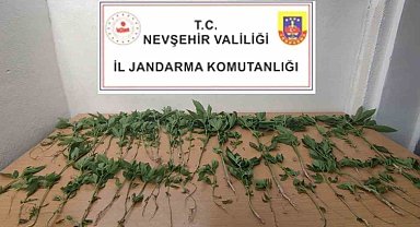 Evinde Hint Keneviri Yetiştiren şahıs gözaltına alındı