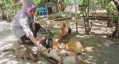 Evini sokak kedilerine açtı, sokak hayvanlarının annesi oldu