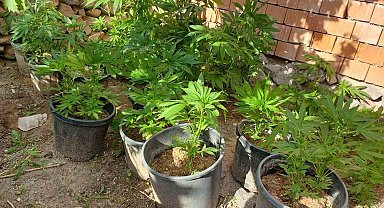 Evinin bahçesinde saksılarda kenevir yetiştiren şüpheli tutuklandı