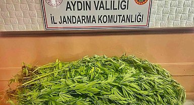 Evlerinin bahçesinde uyuşturucu yetiştiren dört şüpheli yakalandı