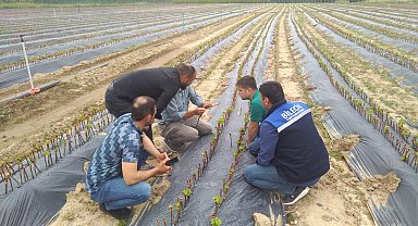 Fidan, fide üretimi, satışı, kontrol ve denetimi yapıldı