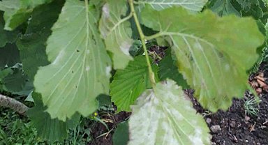 Fındık üreticilerine külleme hastalığı uyarısı