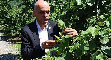 Fındıkta rekolte polemiği