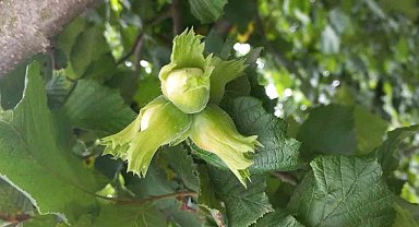 Fındıkta verimi ve kaliteyi düşüren hastalık