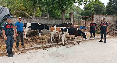 Firar eden inekleri jandarma buldu