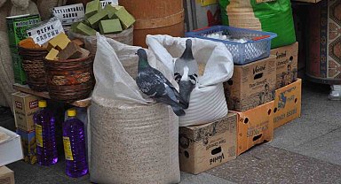 Fırsattan istifade eden güvercinler karınlarını doyurdu