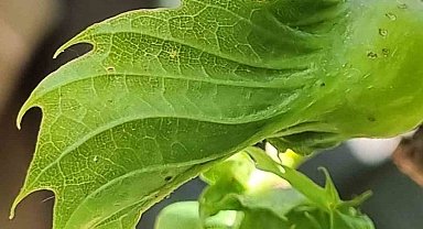 Gal arısıyla mücadele devam ediyor