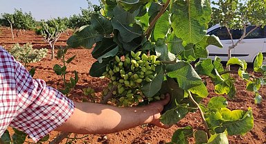 Gaziantep'te fıstık üreticileri gözlerine inanamadı