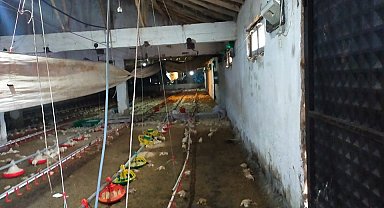 Gediz'de aşırı yağış tavuk çiftliğini vurdu