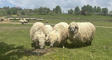 Giresun yaylaları koyun-kuzu sesleriyle şenlendi