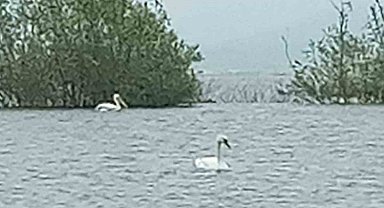 Göç eden 6 pelikan ve 1 kuğu Bolu'da görüntülendi
