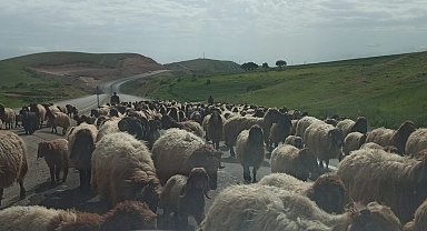 Göçerlerin zorlu yayla yolculuğu devam ediyor