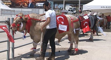 Gölbaşı 3'üncü Geleneksel Kurban Güzellik Yarışması'nda en güzel kurban seçildi