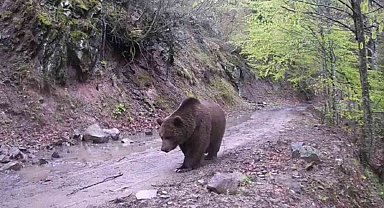 Gönen'de iki ayrı fotokapana yakalanan ayılar şaşırttı