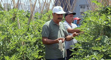 Gönüllü serasında yetiştirilen sebze ve meyveler ihtiyaç sahiplerine gidiyor