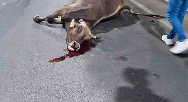 Gümüşhane'de tünel içerisinde hafif ticari aracın çarptığı inek telef oldu, 3 kişi yaralandı