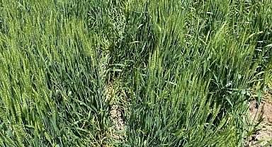 Günyüzü'nde domuzlar ekine zarar verdi