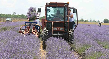 Hasadı başlayan lavanta yağının kilosu bin 300 liradan satılıyor