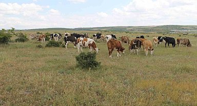 Hastalıktan ari Trakya'da kurbanlıklar ilgi görüyor