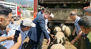 Hatay'da depremde hayvanlarını kaybedenlere küçükbaş dağıtıldı