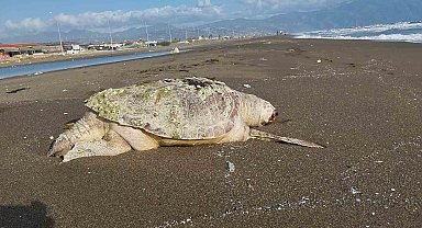 Hatay'da sahilde ölü caretta caretta bulundu
