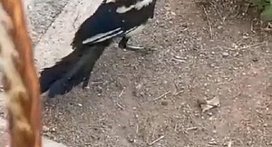 Havalandırma boşluğuna sıkışan saksağan itfaiye ekipleri tarafından kurtarıldı