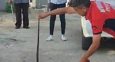 Havalar ısındı yılanlar yerleşim yerlerine indi