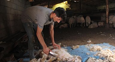 Havaların ısınmasıyla koyun kırkma mesaisi başladı
