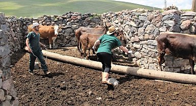 Hayvan aşılama ve küpeleme çalışmaları devam ediyor