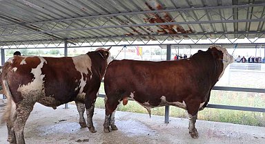 Hayvan pazarının 1'er tonluk danaları alıcısını bekliyor