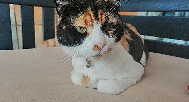 Hayvanseverlerden, turizm sezonunda evcil hayvan sahiplenme uyarısı