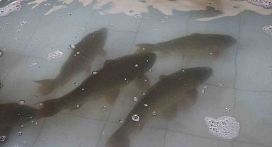 Hedef 20 milyon sazan üretmek