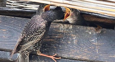 Hersek Lagünü'nde sığırcık kuşu yavrularını beslerken görüntülendi