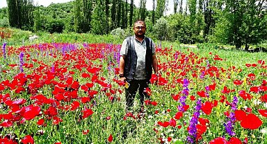 Hisarcık'ta açan gelincikler tarlaları kırmızıya boyadı