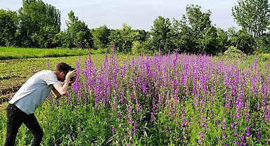 Hisarcık'ta mor açan yabani hazeran çiçeklerinin görsel güzelliği