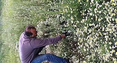 Hisarcık'ta papatya köylülerin geçim kaynağı haline geldi