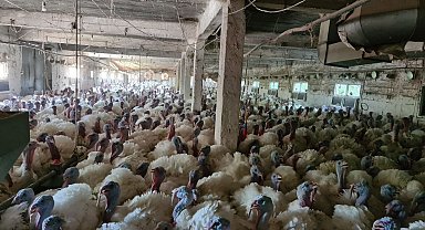 Hobi olarak başladığı hindi yetiştiriciliğinde taleplere yetişemiyor